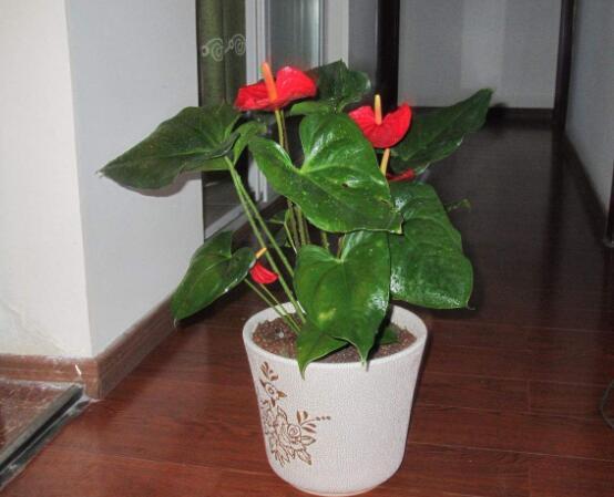 紅掌葉子發(fā)黃焦邊干枯是怎么回事，教你最直接有效三種解決措施