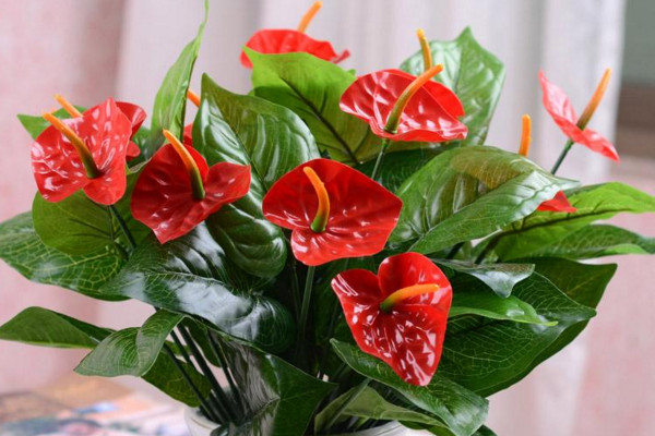 紅掌葉子發(fā)黃怎么補(bǔ)救，改善土質(zhì)補(bǔ)充光照