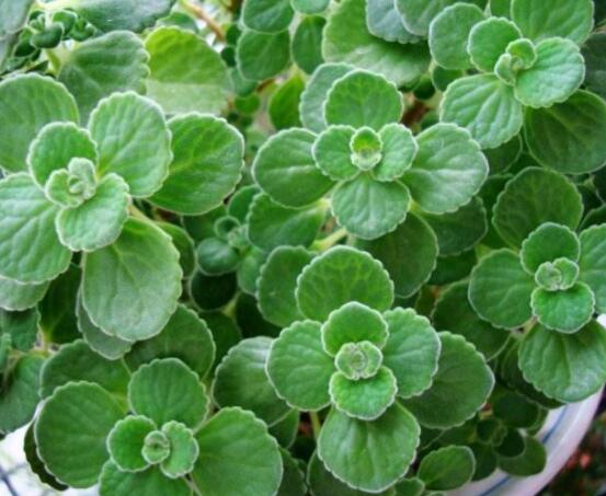 碰碰香和薄荷的區(qū)別，解析一眼就能分辨出的兩種方法