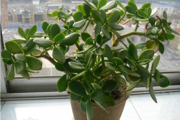 燕子掌可以凈化空氣嗎，凈化效果非常明顯