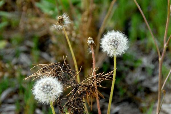 蒲公英的病害防治，常見病害以及防治方法