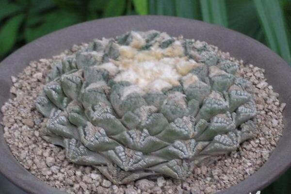 最名貴的仙人球，長相都非常奇特