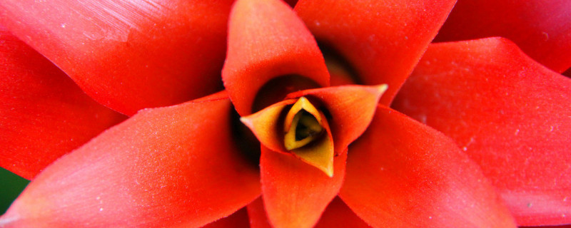 鴻運(yùn)當(dāng)頭花芯壞了怎么辦