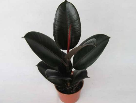 橡皮樹怎么養(yǎng)，牢記七個(gè)步驟就可養(yǎng)好