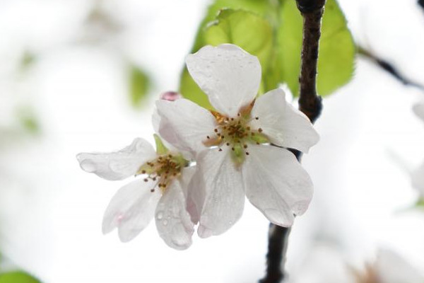 櫻花樹(shù)枝插土里能活嗎