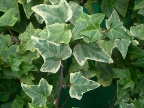 常青藤哪個品種最好，每個品種富有獨(dú)具一格(無好壞之分)