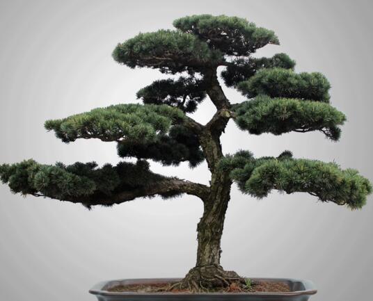 迷你羅漢松的養(yǎng)殖方法，簡(jiǎn)單好養(yǎng)的四種方法