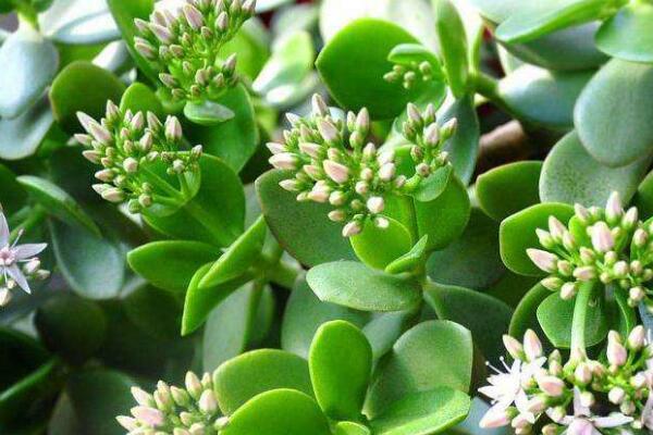 玉樹掉葉子是什么原因，五種原因以及處理方法