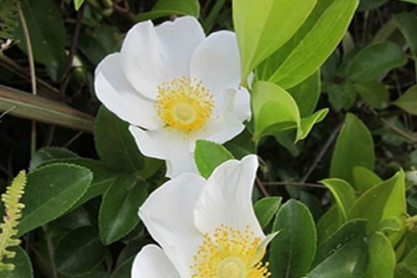 金櫻子栽培高產(chǎn)技術(shù)