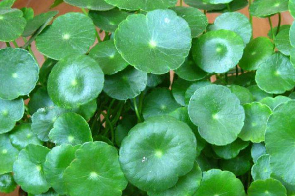 銅錢草土培怎么養(yǎng)