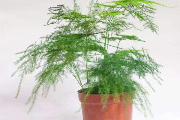 怎樣使文竹多萌新發(fā)芽