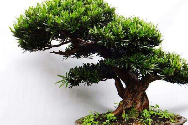 四大發(fā)財(cái)之樹