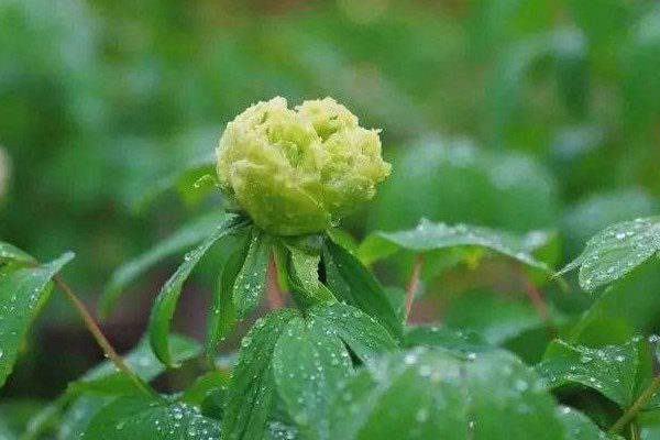 樹(shù)蔭下能種牡丹花嗎