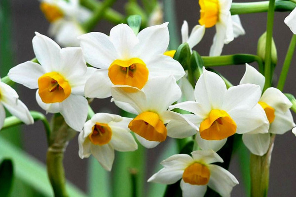 水仙花什么季節(jié)開花