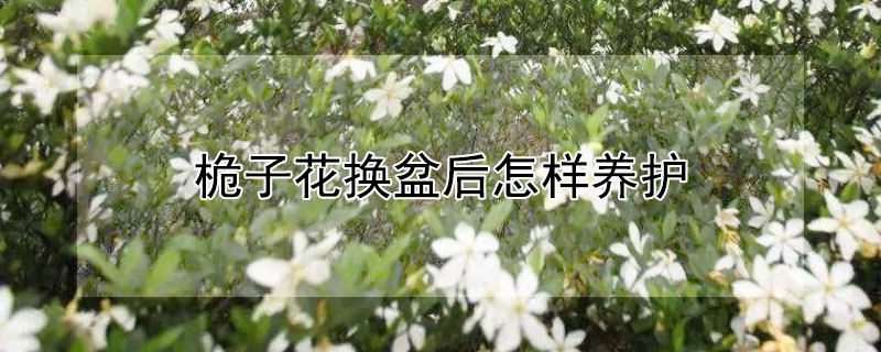 桅子花換盆后怎樣養(yǎng)護