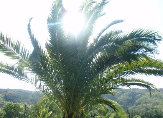 鐵樹(shù)怎么修剪，鐵樹(shù)修剪方法