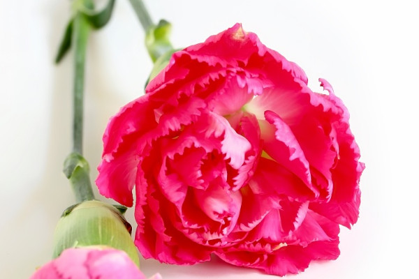 康乃馨葉子焉了是什么原因?qū)е碌? src="/nongchan/d/file/20201223/z0rogi0d4ug.jpg" / data-pr4H="k3lvet"></p>
<p data-UPPJ="eoGxaK">
	康乃馨的葉子蔫了，可能是為植株提供的土壤不適合植株生長(zhǎng)，所以需要為植株更換土壤重新種植?？的塑斑m合生長(zhǎng)在營(yíng)養(yǎng)含量較為豐富、排水性較好的土壤中，所以在種植康乃馨時(shí)最好使用微量元素含量較為豐富、土質(zhì)較為疏松的沙壤土。</p>
<p data-QL4U="HJOc5I">
	<strong data-3Xql="N7P0PL">2、水分不足</strong></p>
<p data-LJUi="Ecd7pj">
	<img alt=