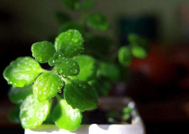 碰碰香怎么施肥，生長期時候施肥可以讓它長的更旺盛