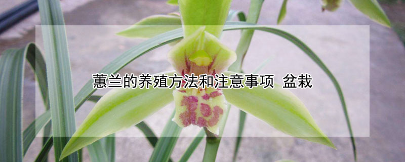 蕙蘭的養(yǎng)殖方法和注意事項(xiàng) 盆栽