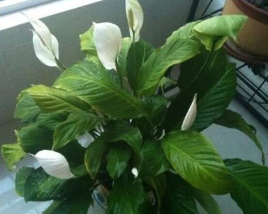 一帆風(fēng)順蔫了怎么補(bǔ)救，四種原因以及補(bǔ)救辦法