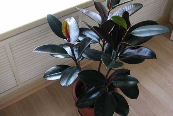 橡皮樹落葉子怎么回事，中自然原因和病害5種原因造成的