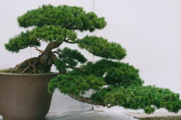 羅漢松盆景圖片欣賞，習(xí)性、分布以及作用