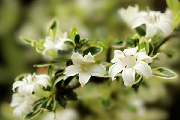 六月雪葉子干枯掉落，澆水不及時/光照過強(qiáng)等