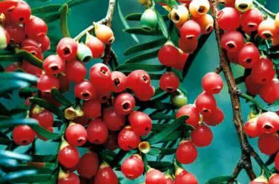 紅豆杉的養(yǎng)殖方法和注意事項，七大基本方法養(yǎng)殖郁郁蔥蔥