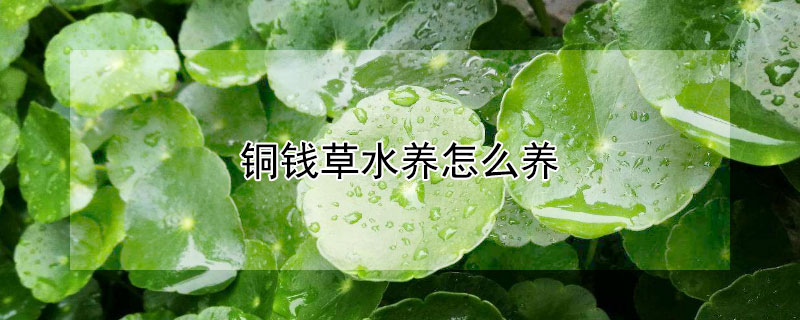 銅錢草水養(yǎng)怎么養(yǎng)