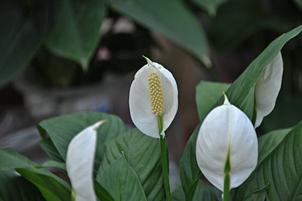 一帆風(fēng)順葉尖發(fā)黃干枯怎么辦，及時(shí)提供光照補(bǔ)充水分