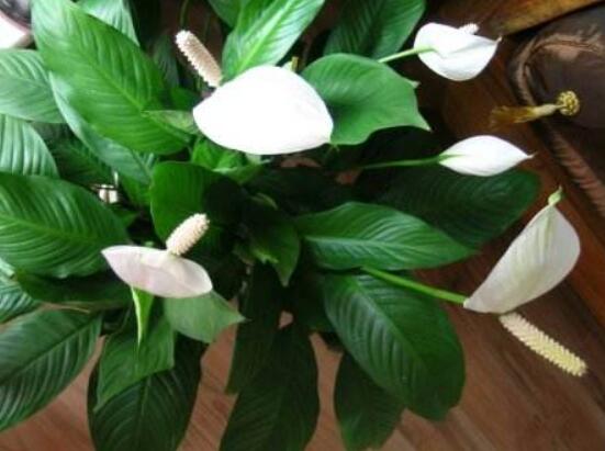 一帆風(fēng)順花期，大多數(shù)在5-8月開花(一年四季均可開花)