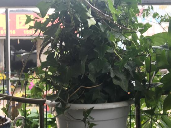 常春藤有什么風(fēng)水作用，常春藤的功效與作用