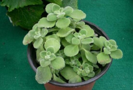 碰碰香如何澆水，做到見干見濕原則