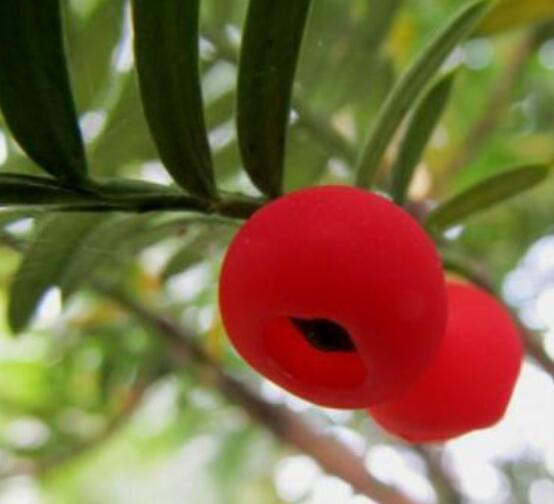 東北紅豆杉與南方紅豆杉有什么區(qū)別，介紹最簡單的三種區(qū)別方法