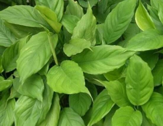 大葉萬年青有毒嗎，誤食會導致聲帶嘶啞、失明