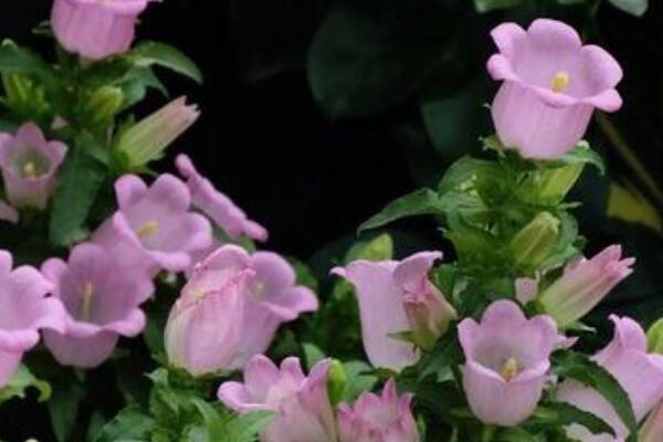 風(fēng)鈴吊蘭怎么養(yǎng)