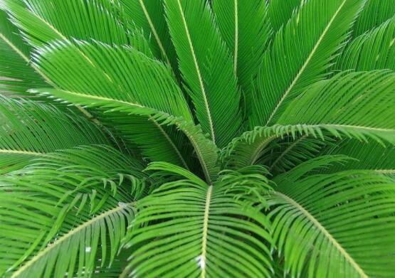 養(yǎng)鐵樹有什么忌諱，沖擊財(cái)運(yùn)與福運(yùn)/戀愛結(jié)婚難