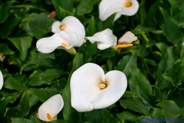 馬蹄蓮夏季的養(yǎng)殖方法，5個步驟可讓馬蹄蓮順利度夏