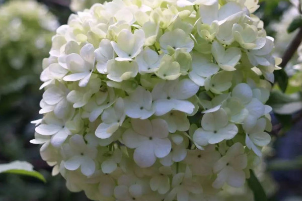 繡球花喜歡太陽(yáng)嗎