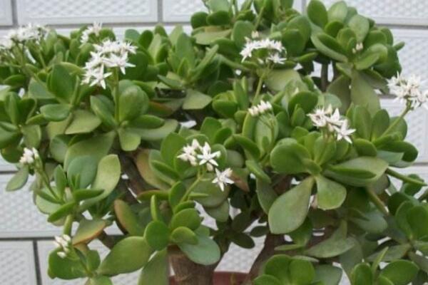 玉樹的藥用價值，催乳抗癌治癬