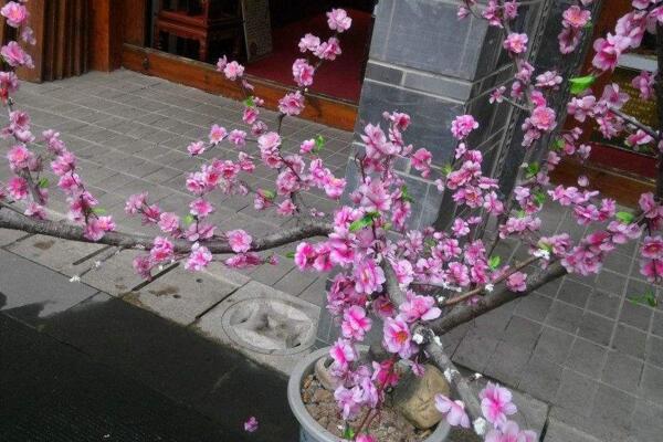 桃花的繁殖方式有哪些，扦插、播種、嫁接三種方法繁殖