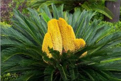 鐵樹開花是什么征兆，是一種祥瑞之兆