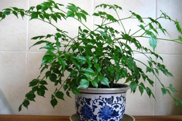 幸福樹適合在室內(nèi)養(yǎng)嗎，適合放在室內(nèi)但要加強管理