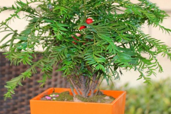 紅豆杉盆栽養(yǎng)殖方法