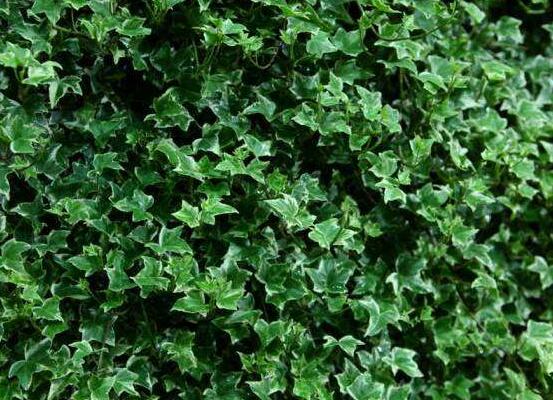 好看的常春藤盆景圖片欣賞，綠化環(huán)境、春天長駐