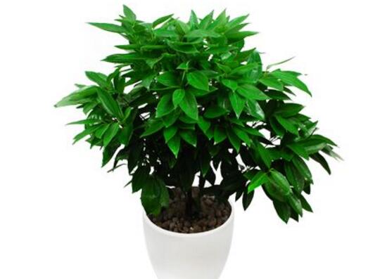 平安樹怎么養(yǎng)才茂盛，平安樹的養(yǎng)殖方法