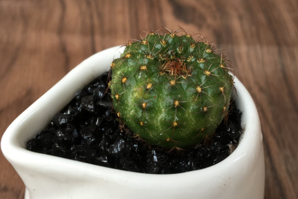 仙人球怎么養(yǎng)長得快