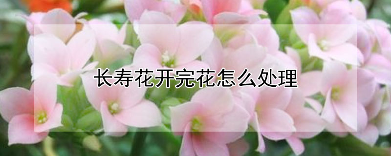 長(zhǎng)壽花開完花怎么處理