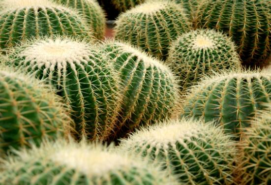 仙人球怎么施肥才正確，老農(nóng)總結一年四季施肥方法