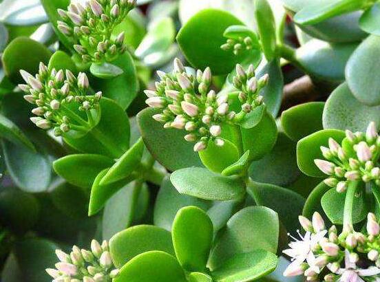 玉樹花幾年開花，掌握五大要點可年年開花